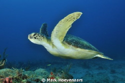 Green Sea Turtle by Mark Hoevenaars 